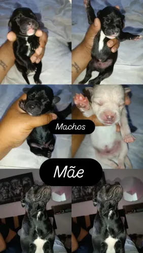 Cachorro a venda, Bull terrier  com Pitbull
