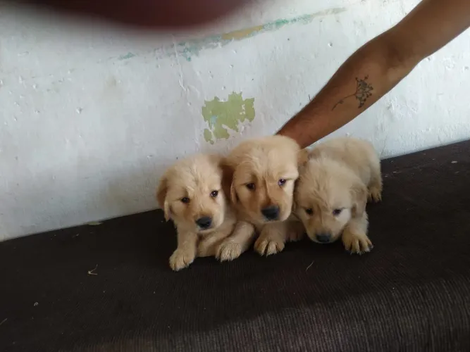 Filhotes de Golden Retriever 