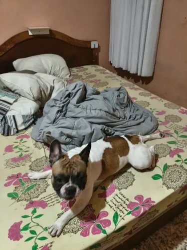Buldogues frances