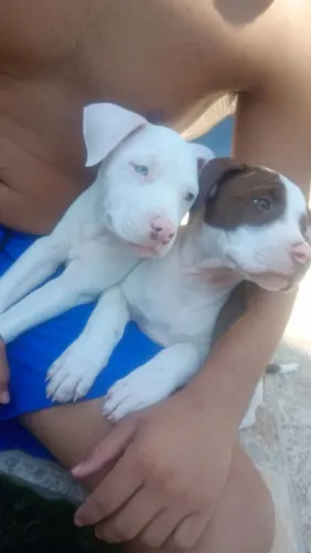 Vendo filhote de Pitbull