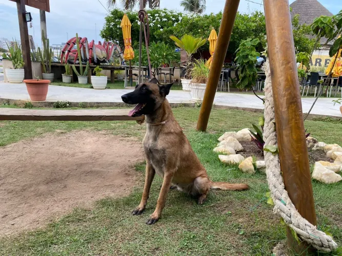 Pastor Belga Malinois