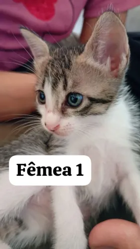 DOAÇÃO DE GATINHOS FILHOTES
