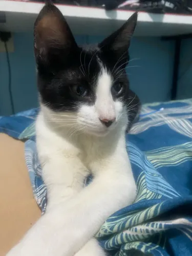 doação de gato