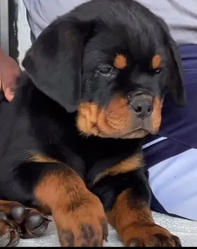 ROTTWEILER - FILHOTES À DISPOSIÇÃO