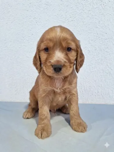 Filhotes de cocker spaniel inglês 