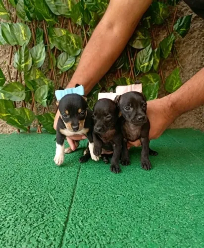 Pinscher Zero Carinhoso e Inteligente Machos e Fêmeas