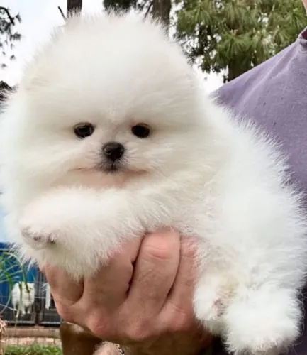 Filhotes de Spitz Alemão | Uma companhia para deixar tudo mais alegre.