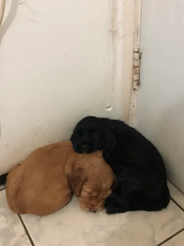 Vendo filhotes de Cocker Spaniel Ingles