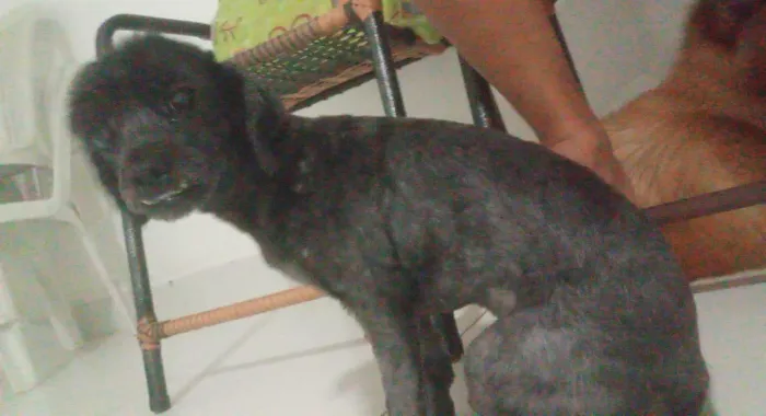 Doação de cachorro
