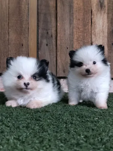 Filhotes de spitz alemão disponível