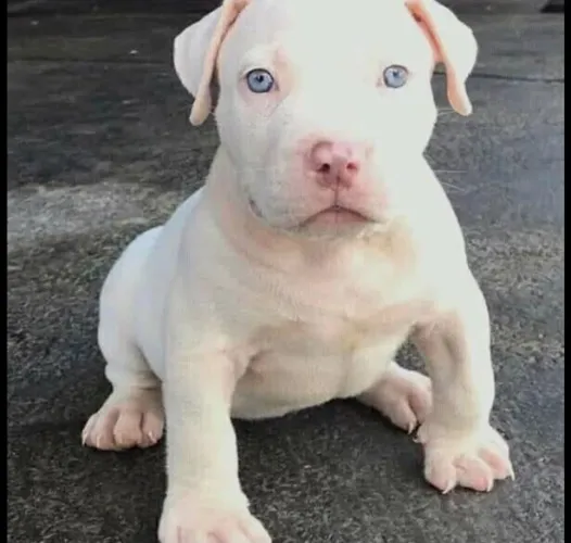 Vendo filhote pitbull 