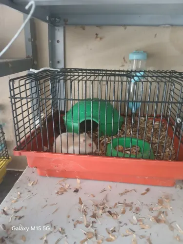 Hamster Sírio