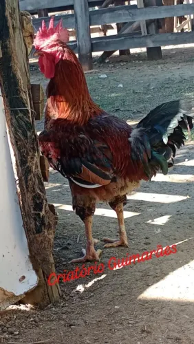 Pintinhos de engorda e postura ( paraíso pedres)