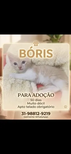Gatinhos para doaçao