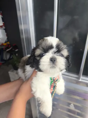 Shih Tzu filhotes saudáveis disponíveis