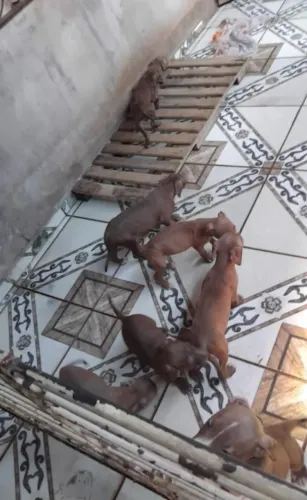 Venda de Pit Bull 