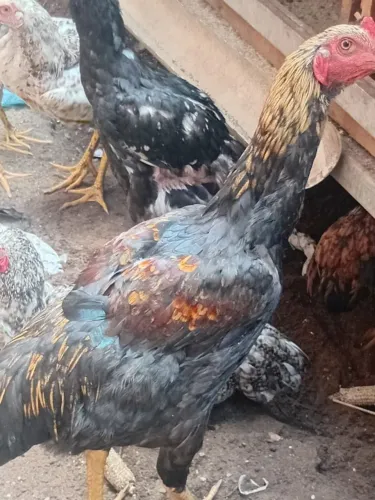 Vendo frango