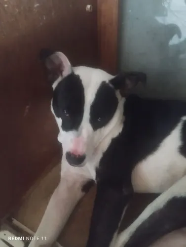 Doa se cachorro porte médio 