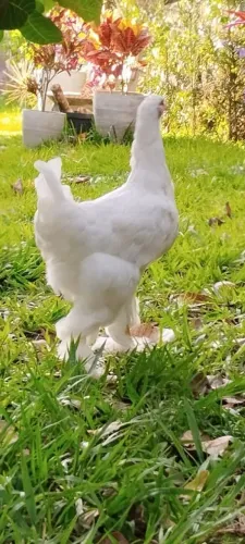 Linda Franguinha Brahma White