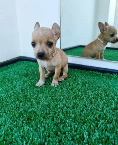 Lindos Filhotes de Pinscher Mini