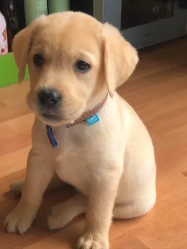 Filhotes De Labrador - O Presente Perfeito Para Você E Seu Família Tem Quatro Patas!