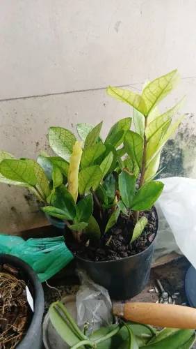 Zamioculka Variegata