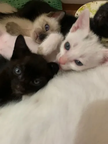 Gatinhas disponíveis para adoção responsável 