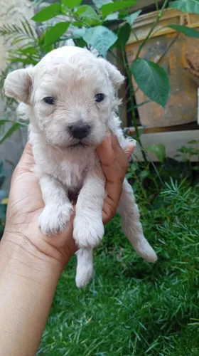 Vende-se filhote de poodle!