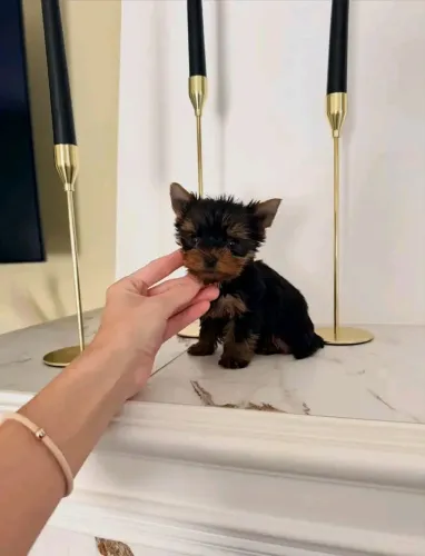 Yorkshire Mini