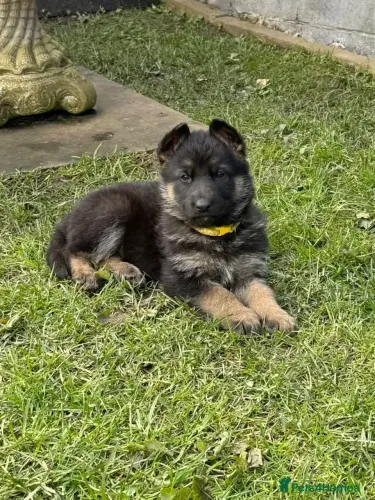 Cachorro filhote Pastor Alemão pelagem densa e dócil com contrato venda