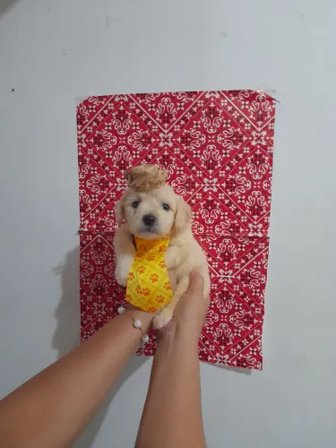 POODLE NO ARRAIAL: MACHO 550 AVISTA 