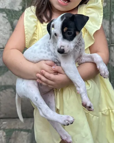CACHORRO PARA DOAÇÃO (1 MÊS)