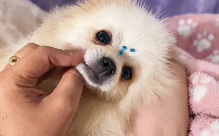 Lindo Macho de lulu da Pomerania