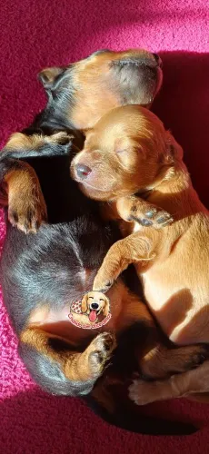 Filhotes dachshund miniatura pelo longo