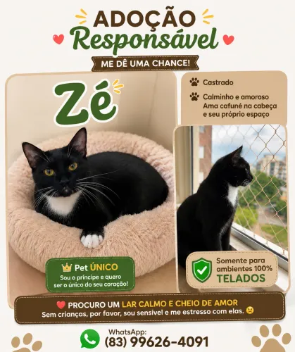 Doação de Gato