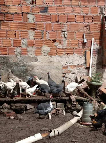GALINHAS DA ANGOLA (SAQUÉ / GUINÉ / CAPOTE) À VENDA