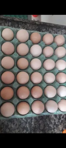 Ovos galados de galinha caipira.