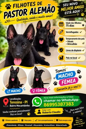Filhotes de pastor alemão capa preta com Pastor belga preto
