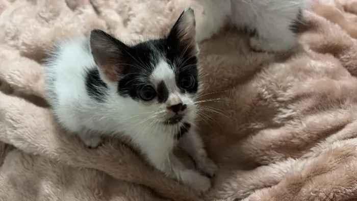 DOAÇÃO GATO FILHOTE