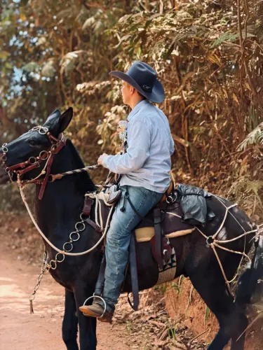 Burro de patrão, vendo com traia de frente toda em metal amarelo 