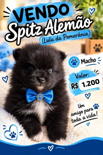LULU DA POMERÂNIA