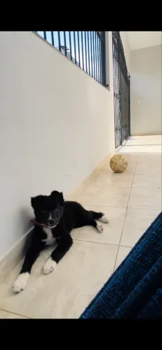 Filhote de Boder Collie