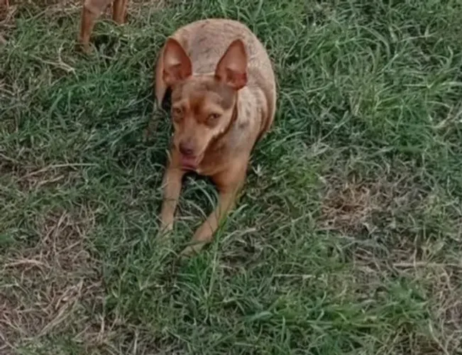 Pinscher fêmea n.1