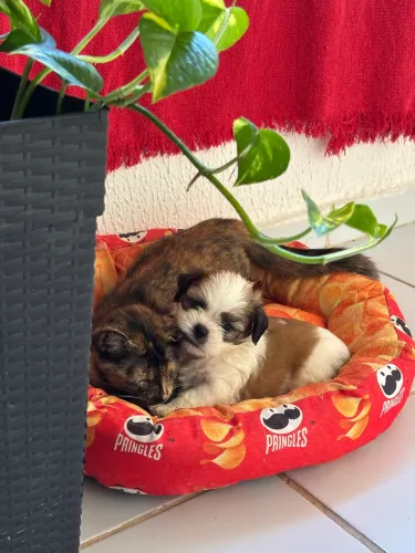 Filhotes Machos de Shih Tzu mini
