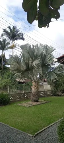 Vendo palmeira azul adulta