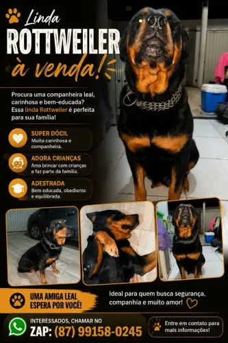 Rottweiler a venda super dócil e adestrada...