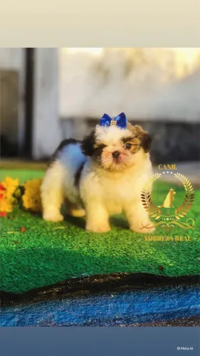 Shih Tzu @CanilNobrezaReal