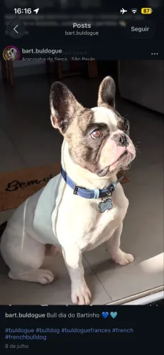 Filhote buldogue francês