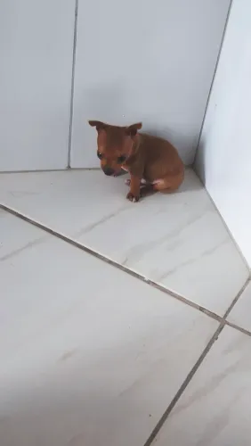 Lindo pinscher macho