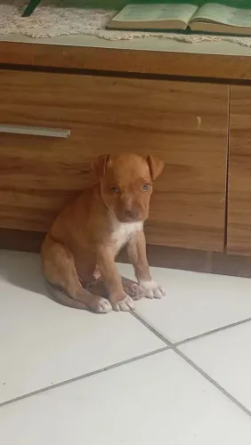 Cachorro Pitbull